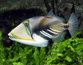 Huma Huma Triggerfish (Rhinecanthus aculeatus) — Photo: Arpingstone, Public domain, via Wikimedia Commons