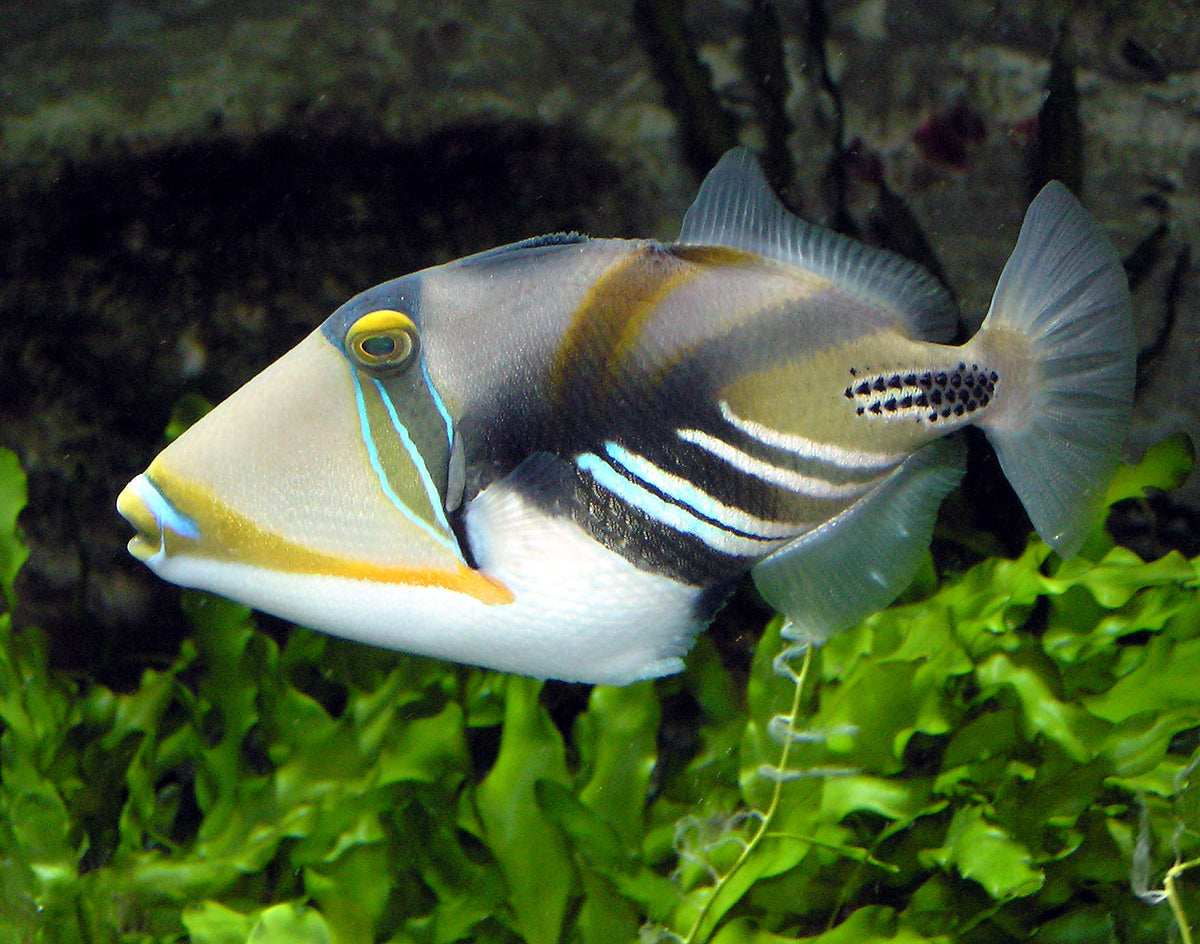 Huma Huma Triggerfish