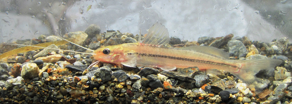 Golden Pimelodella