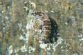 Atlantic Pearl Oyster (Pinctada imbricata) — Photo: Michael Bommerer, CC BY 4.0, via Wikimedia Commons