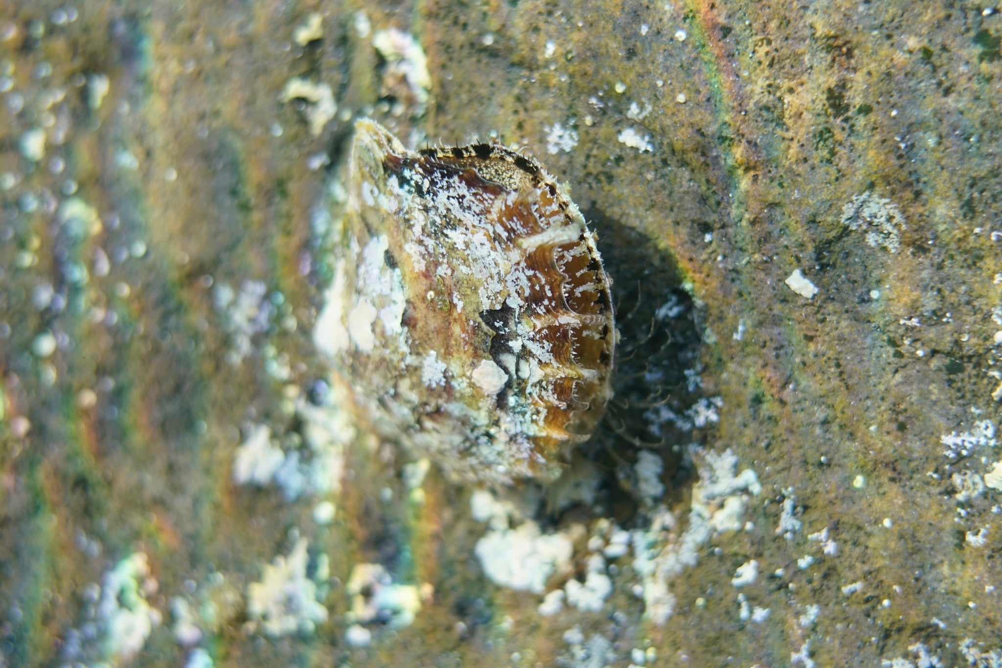Atlantic Pearl Oyster (Pinctada imbricata) — Photo: Michael Bommerer, CC BY 4.0, via Wikimedia Commons