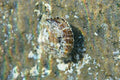 Atlantic Pearl Oyster (Pinctada imbricata)
