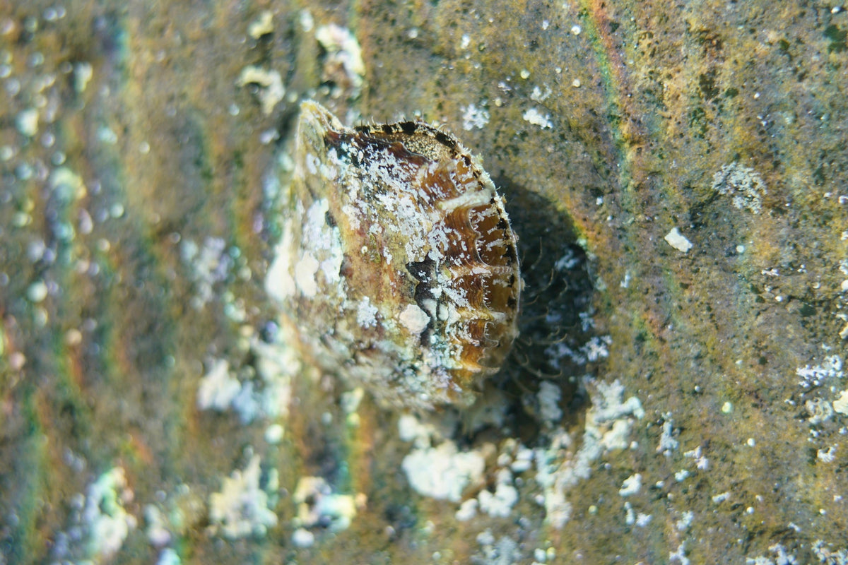 Atlantic Pearl Oyster (Pinctada imbricata)
