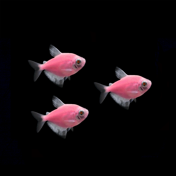 Moonrise Pink GLO Tetra (Gymnocorymbus ternetzi)