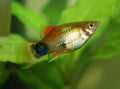 Imported Red Mickey Mouse Platy (Xiphophorus maculatus) — Photo: Marrabbio2, CC BY-SA 3.0, via Wikimedia Commons