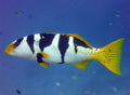 Saddleback Leopard Grouper (Plectropomus laevis) — photo via Wikimedia Commons, CC BY-SA 2.0