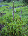Pogostemon Helferi (Pogostemon) — via Wikimedia Commons