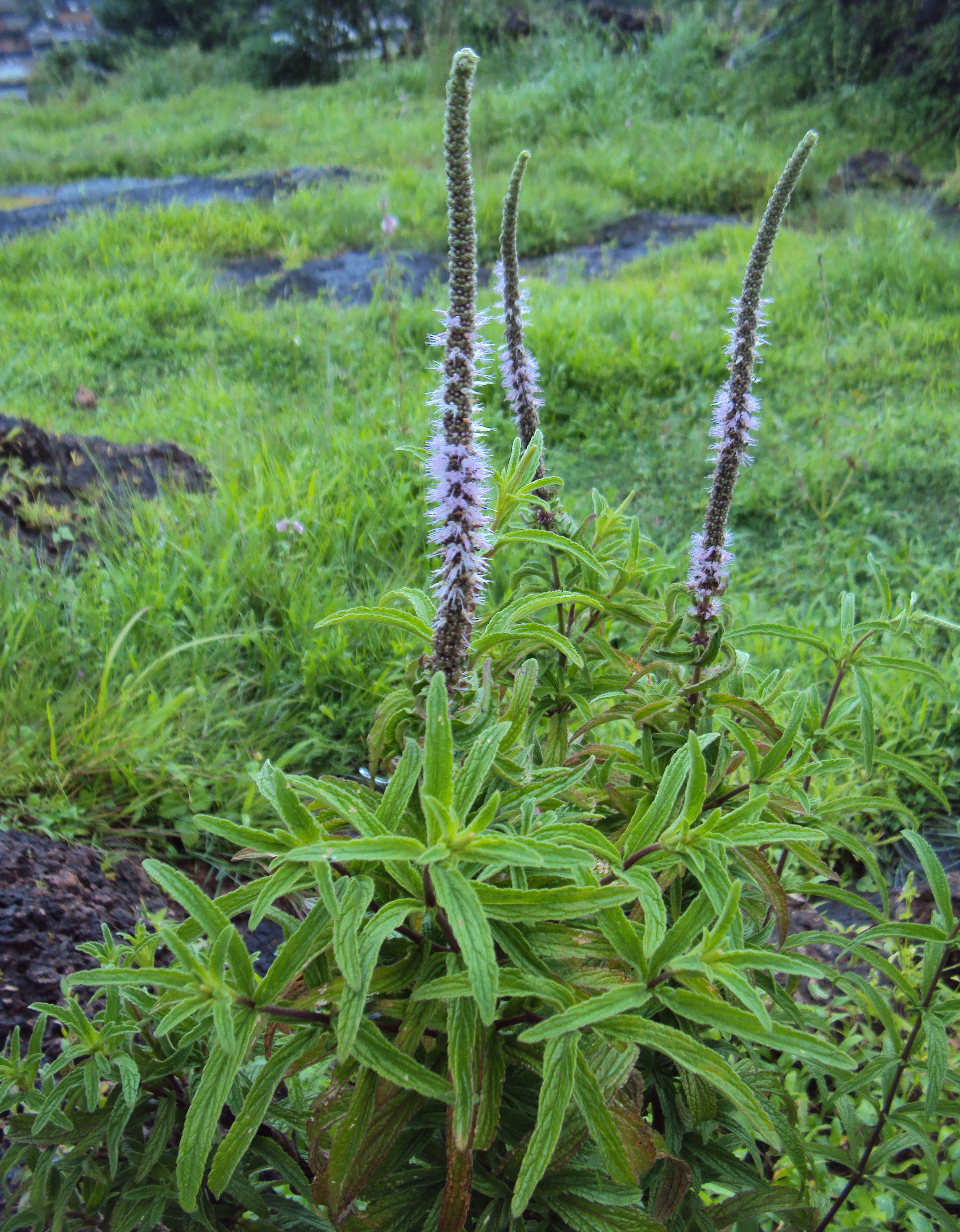 Pogostemon Helferi (Pogostemon) — via Wikimedia Commons