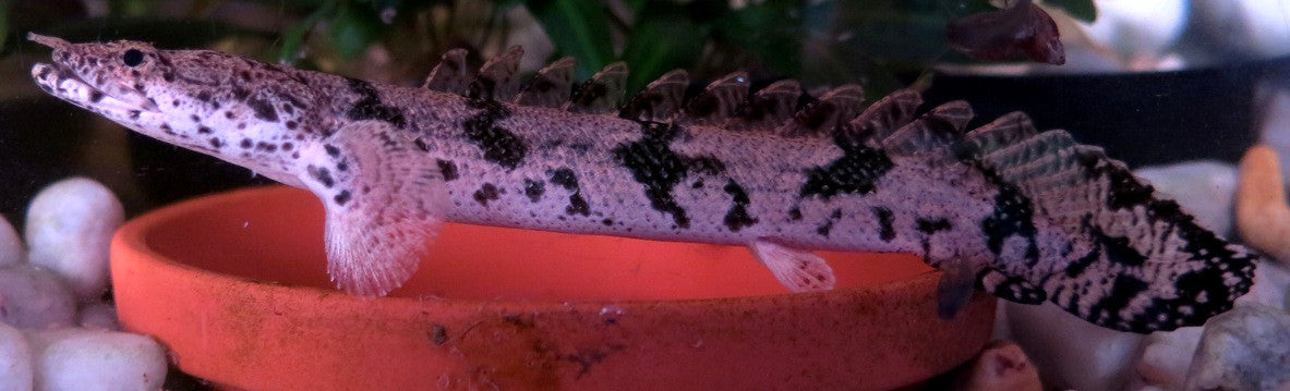 Polypterus Endlicheri (Saddled Bichir) — Photo: Kostka Martin, CC0, via Wikimedia Commons