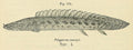 Polypterus Ansorgii (Polypterus ansorgii) — Illustration: George Albert Boulenger, Public domain, via Wikimedia Commons