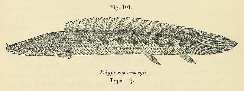 Polypterus Ansorgii (Polypterus ansorgii) — Illustration: George Albert Boulenger, Public domain, via Wikimedia Commons