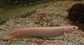 Albino Polypterus (Bichir) (Polypterus senegalus) — Photo: 5snake5, CC0, via Wikimedia Commons