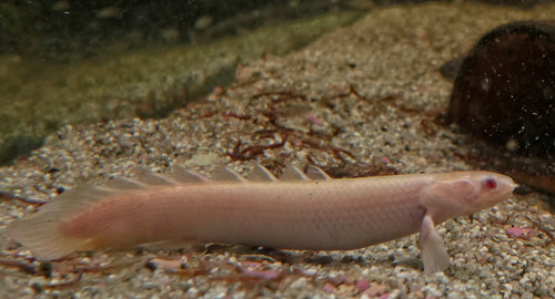 Albino Polypterus (Bichir) (Polypterus senegalus) — Photo: 5snake5, CC0, via Wikimedia Commons