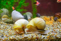 Ivory Mystery Snail (Pomacea bridgesii) — Photo: Angel Ramos, CC BY-SA 4.0, via Wikimedia Commons