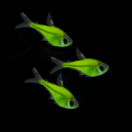Electric Green GLO Pristella Tetra (Pristella maxillaris)