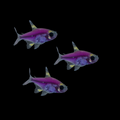 Galactic Purple GLO Pristella Tetra (Pristella maxillaris)