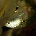 Pristella Tetra / X-ray Tetra (Pristella maxillaris) — Photo: Richard Bartz, CC BY-SA 2.5, via Wikimedia Commons