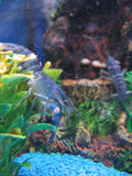 True Blue Lobster Crayfish (Procambarus alleni) — photo via Wikimedia Commons, CC BY-SA 3.0