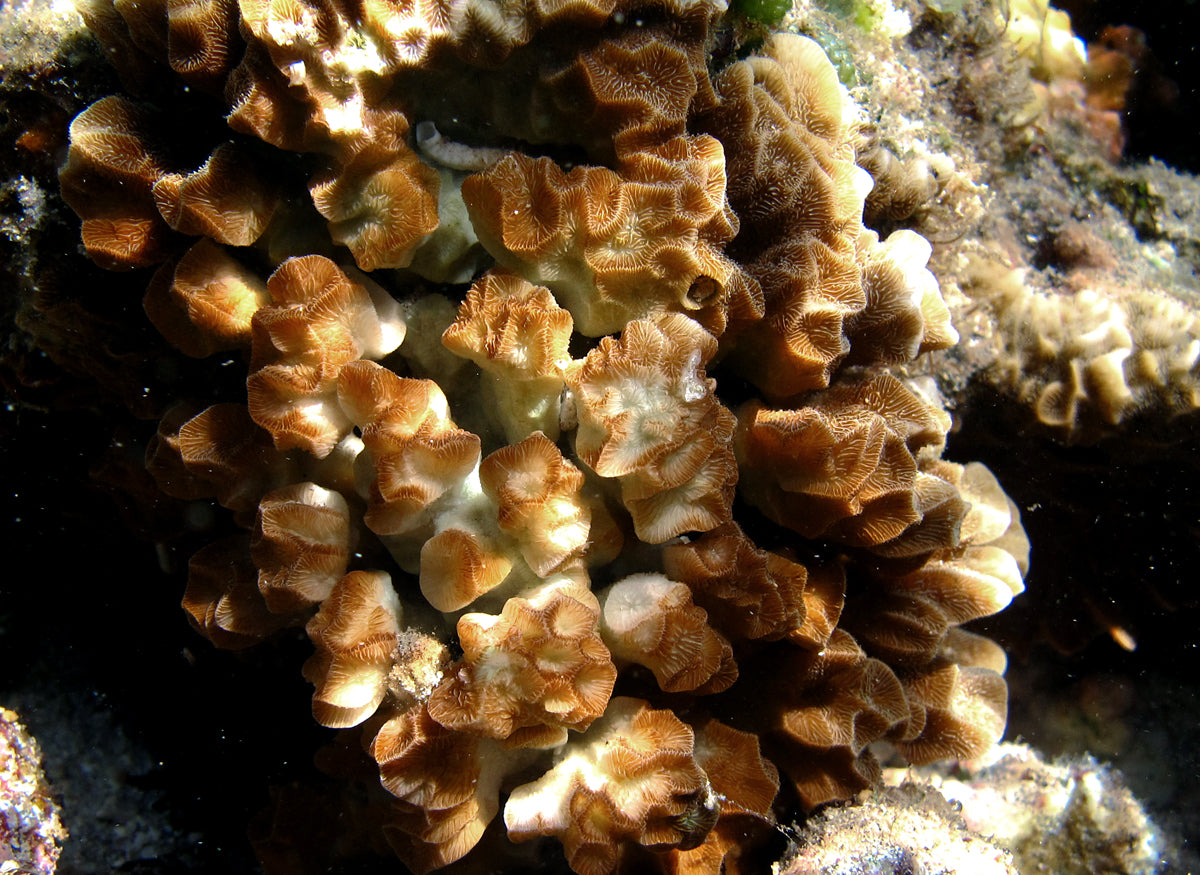 Do-Si-Do Psammocora (Psammocora sp.) — Photo: Philippe Bourjon, CC BY-SA 3.0, via Wikimedia Commons