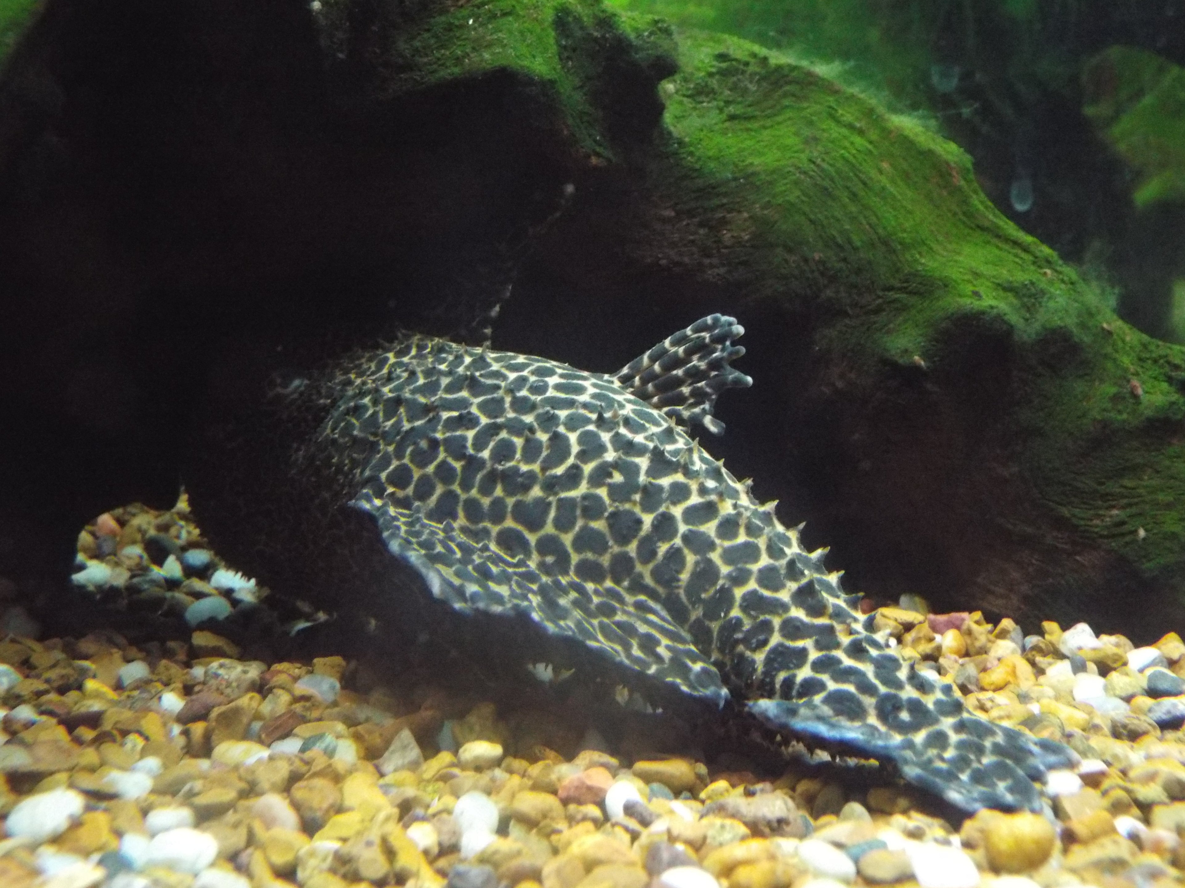 Rio Negro Leopard Pleco (Pseudacanthicus leopardus) - Photo: Sesamehoneytart, CC BY-SA 3.0, via Wikimedia Commons