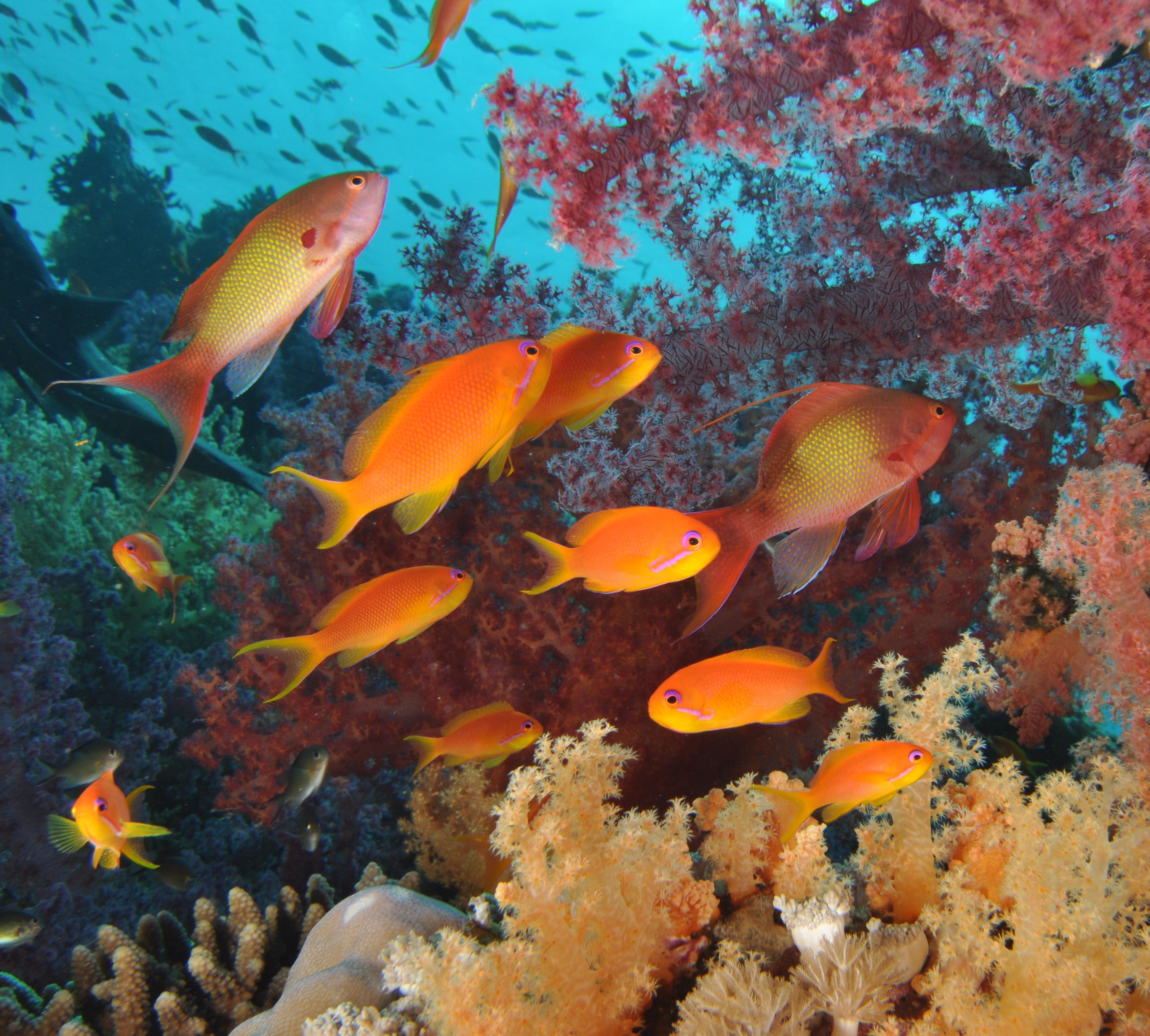 Tricolor Anthias (Pseudanthias sp.) — representative genus photo via Wikimedia Commons