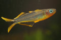 Male Furcata Forktail Rainbowfish (Pseudomugil furcatus) — Photo: Dirk Godlinski, CC BY-SA 3.0, via Wikimedia Commons