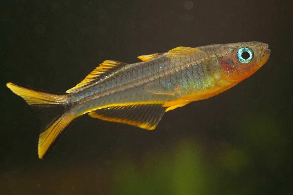 Male Furcata Forktail Rainbowfish (Pseudomugil furcatus) — Photo: Dirk Godlinski, CC BY-SA 3.0, via Wikimedia Commons