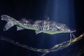 Rayaque Tiger Shovelnose (Pseudoplatystoma tigrinum) — Photo: Sarbast.T.Hameed, CC BY-SA 4.0, via Wikimedia Commons