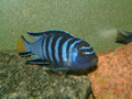 Blue Elongatus Cichlid (Pseudotropheus elongatus) — Photo: Mikko Stenberg, Public domain, via Wikimedia Commons