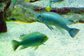Snow White Socolofi (Pseudotropheus socolofi) — Photo: Jutta234, CC BY-SA 3.0, via Wikimedia Commons