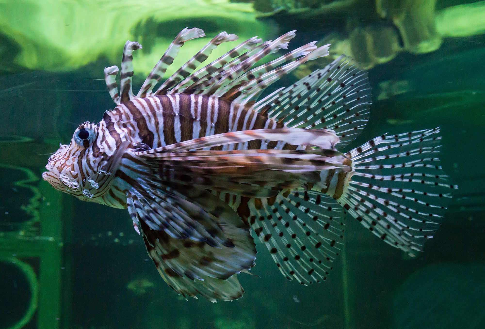 Black & Red Volitan Lionfish (Pterois volitans) — Photo: Lewis Hulbert, CC BY-SA 4.0, via Wikimedia Commons