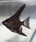 Black angelfish (Pterophyllum scalare) — Photo: Marrabbio2, CC BY-SA 3.0, via Wikimedia Commons