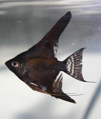 Black angelfish (Pterophyllum scalare) — Photo: Marrabbio2, CC BY-SA 3.0, via Wikimedia Commons