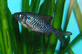 Checkerboard Barb (Oliotius oligolepis / Puntius oligolepis) — Photo: Dodoni, CC BY-SA 3.0, via Wikimedia Commons