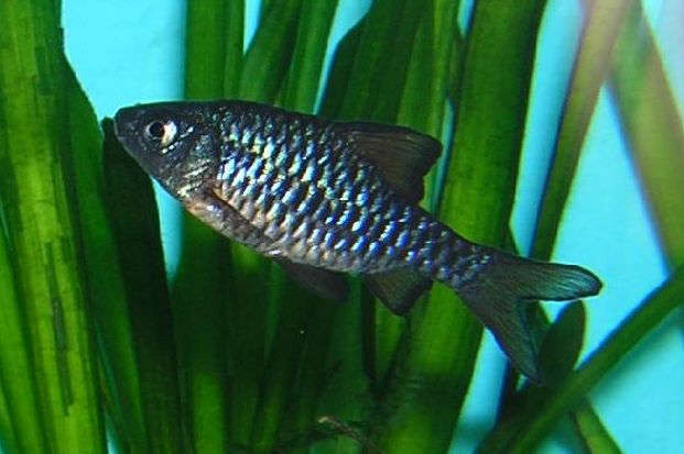 Checkerboard Barb (Oliotius oligolepis / Puntius oligolepis) — Photo: Dodoni, CC BY-SA 3.0, via Wikimedia Commons