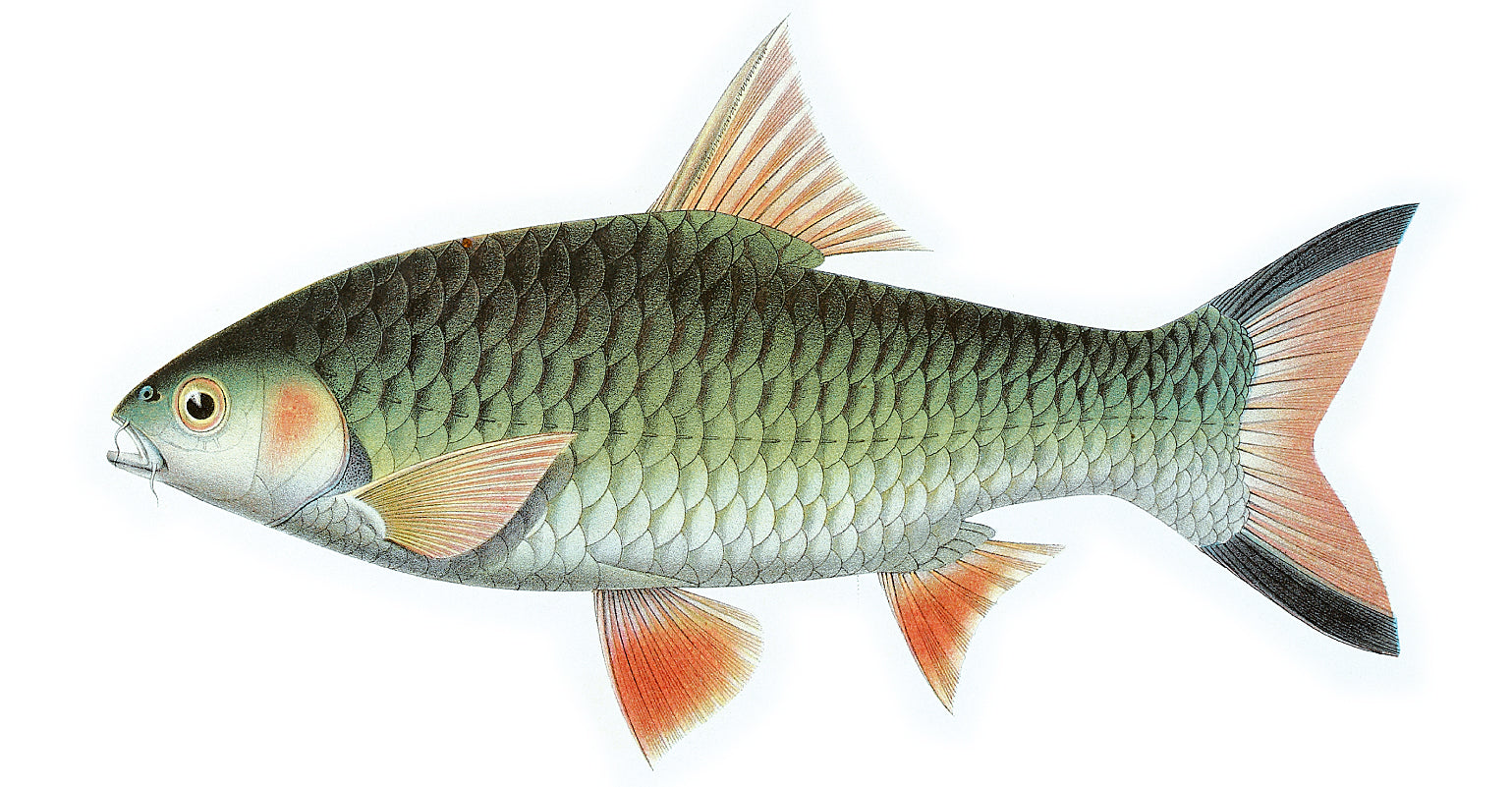 Red Cheek Barb — Illustration: Zoologische Mededelingen (Bleeker), CC BY 3.0, via Wikimedia Commons
