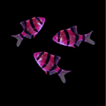 Galactic Purple GLO Barb
