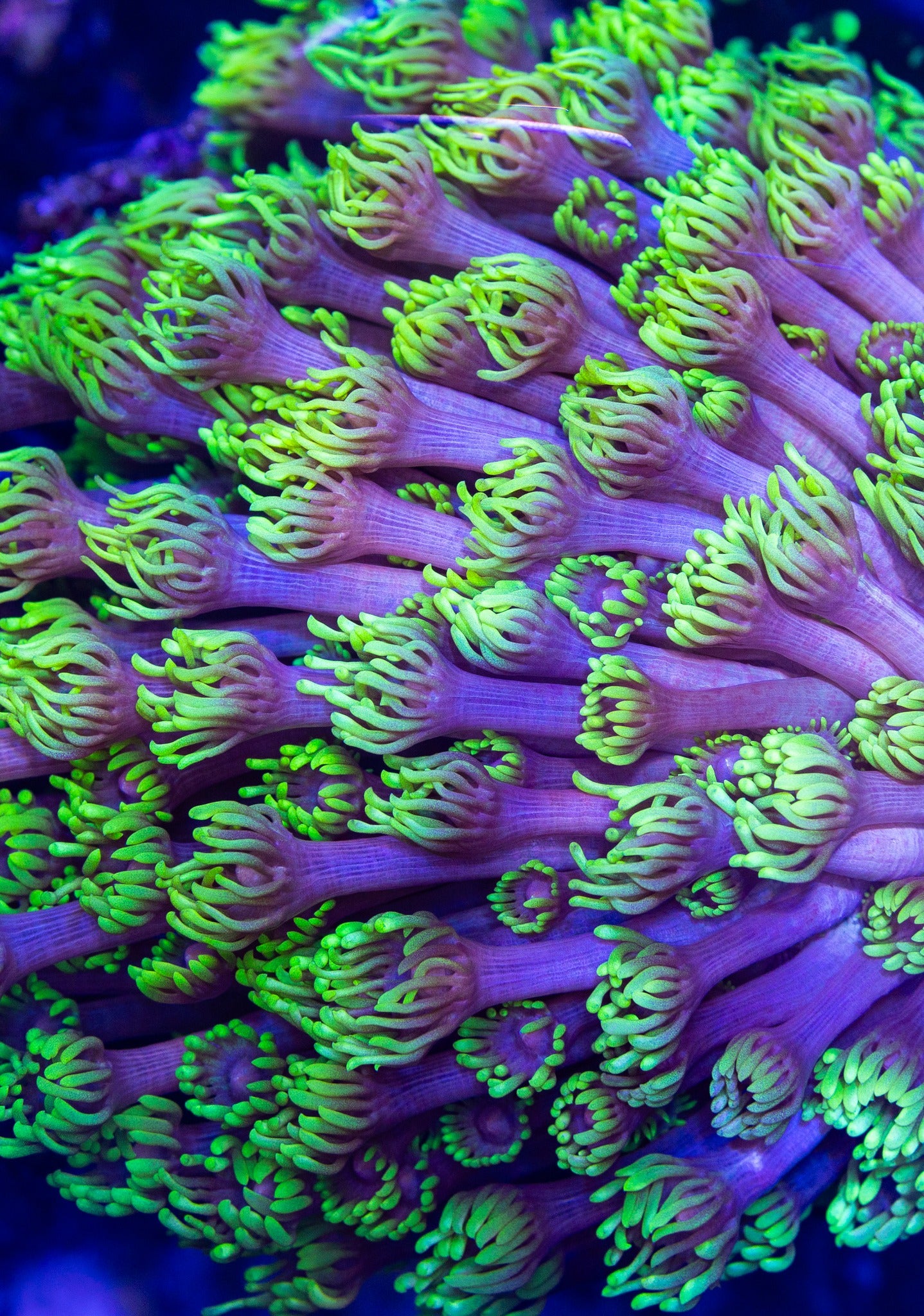 Goniopora coral (Goniopora sp.) — Photo: Icocka888, CC0, via Wikimedia Commons