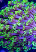 Mystery Machine Goniopora Frag