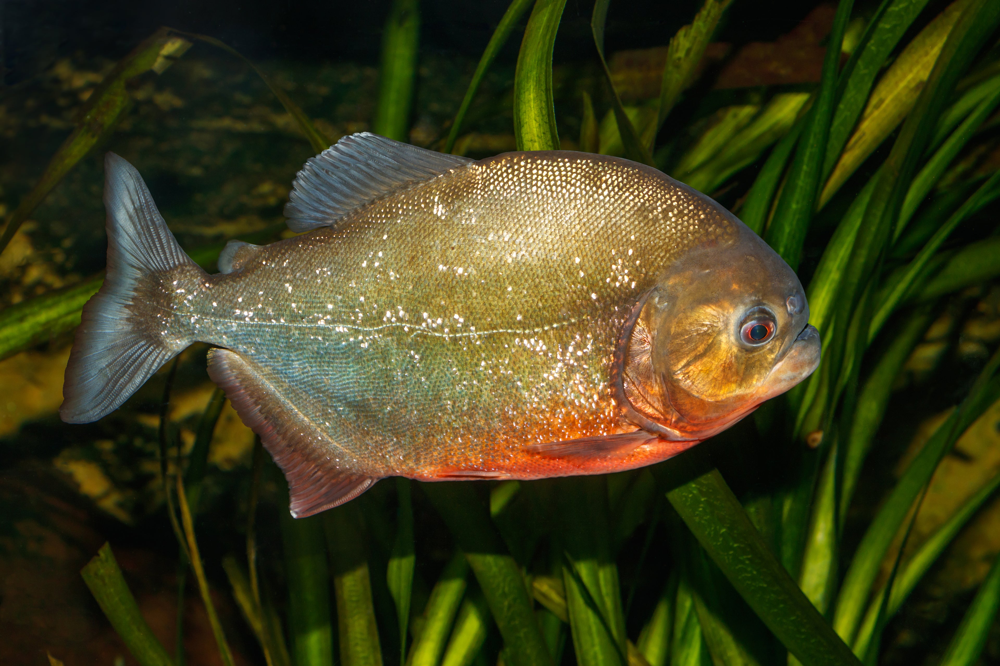 Wild Red Belly Piranha (Pygocentrus nattereri) — Photo: H. Zell, CC BY-SA 3.0, via Wikimedia Commons