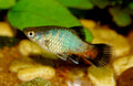 Sunburst Wag Platy (Xiphophorus maculatus) - Photo: Marrabbio2, CC BY-SA 3.0, via Wikimedia Commons