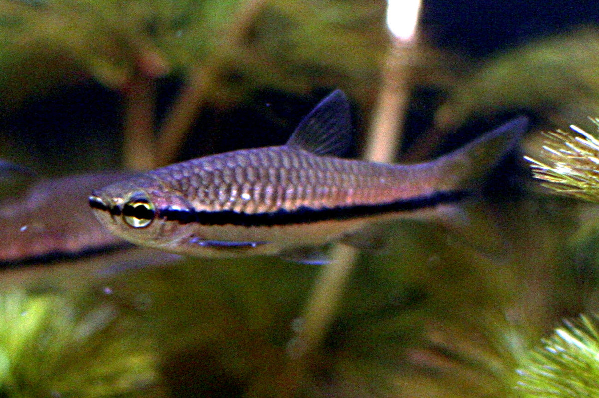Brilliant Rasbora