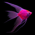 Starfire Red GLO Angelfish (Pterophyllum scalare)