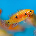 Jewel Cichlid (Hemichromis sp.)
