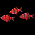 Starfire Red GLO Barb