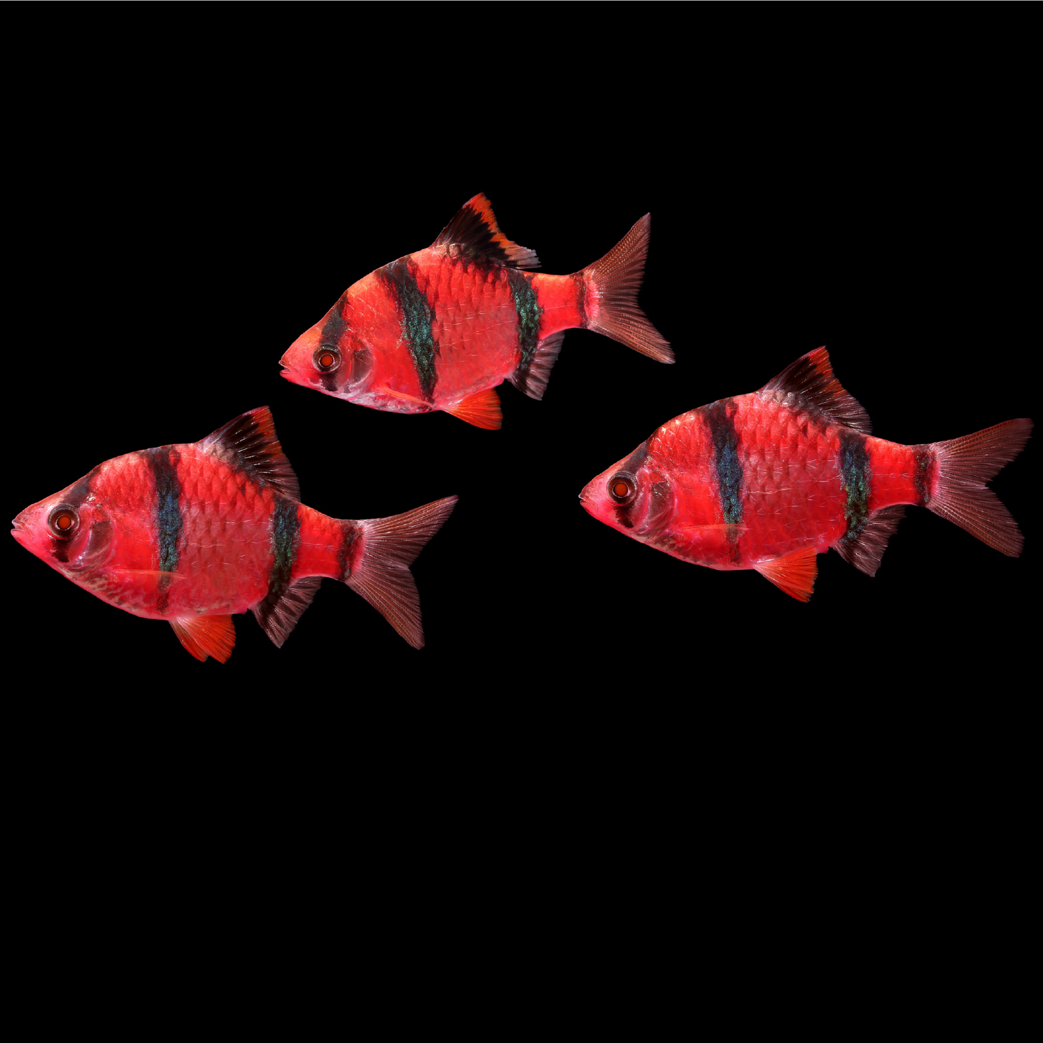 Starfire Red GLO Barb