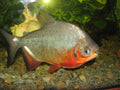 Red Pacu (Piaractus brachypomus) — Photo: Wisky, CC BY-SA 3.0, via Wikimedia Commons