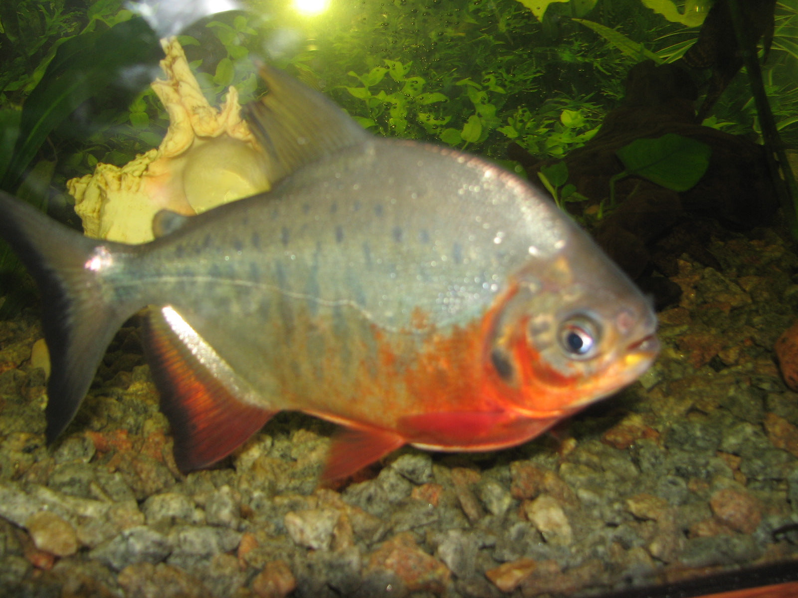Red Pacu (Piaractus brachypomus) — Photo: Wisky, CC BY-SA 3.0, via Wikimedia Commons