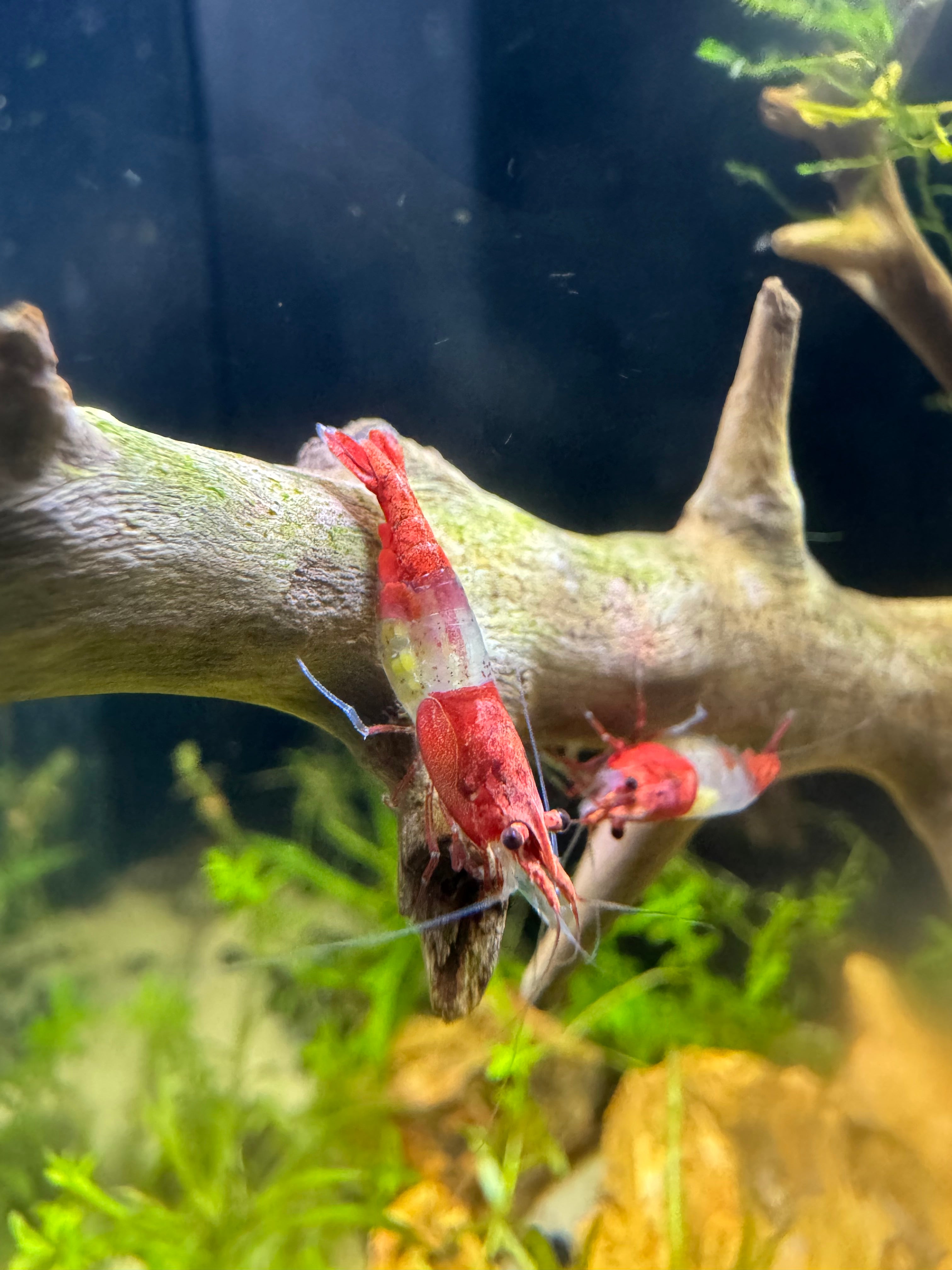 Red Rili Shrimp (Neocaridina davidi) - Photo: Casualhorse, CC BY 4.0, via Wikimedia Commons