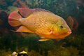 Tank-Raised Red Terror (Mesoheros festae) — Photo: Vonedaddy, CC BY-SA 3.0, via Wikimedia Commons